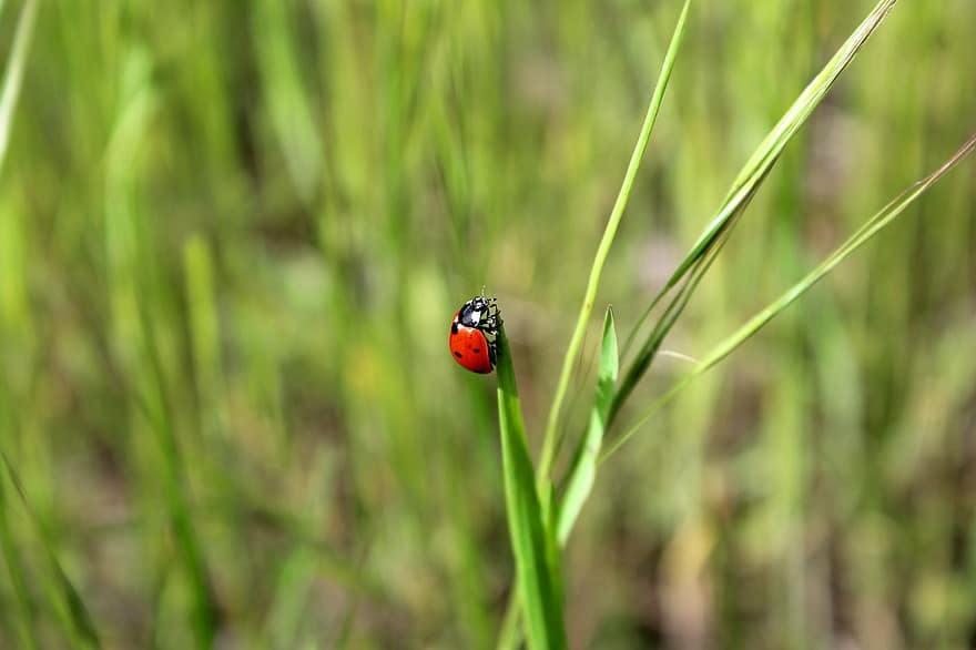 coccinelle, punaise, insecte, feuille, scarabée, herbe, faune