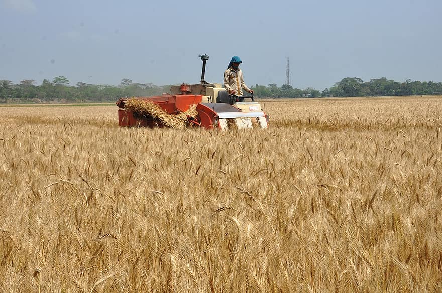 小麦畑、おとこ、収穫機、収穫、ワーカー、農園労働者、小麦、ファーム、作物、畑、農地