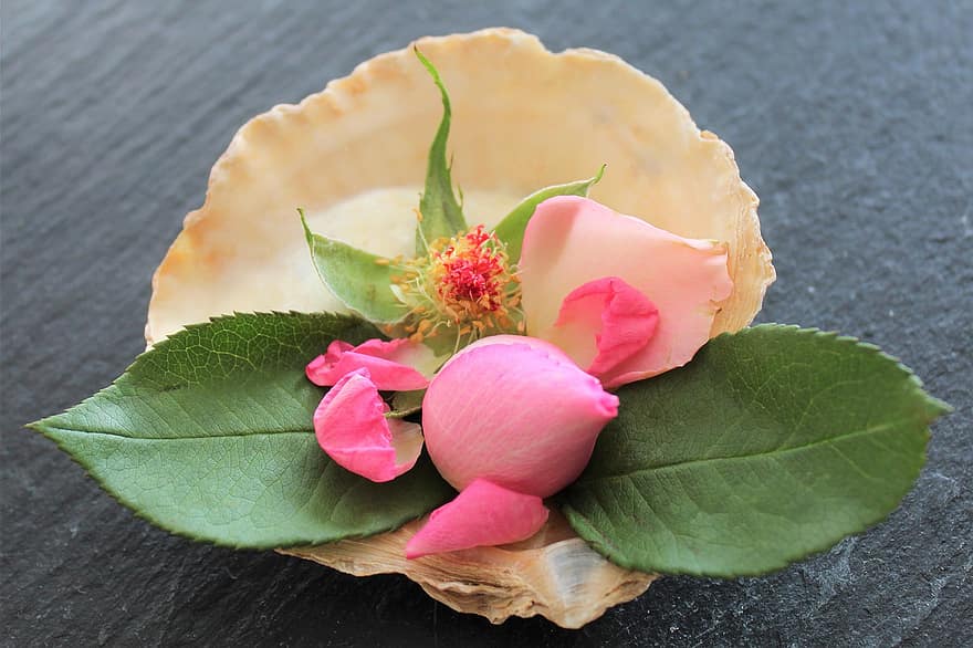 Pink Roses, Seashell, Decoration, Decor, Roses, Pink Rose Petals, Flowers, Pink Flowers, Rose Petals, Nature, Bouquet