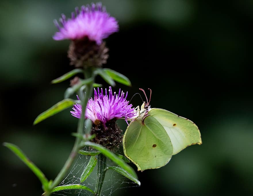motyl, fioletowy kwiat, owad, motyl siarki, siarka, gonepteryx rhamni, zielony motyl, skrzydełka, Natura, chaber