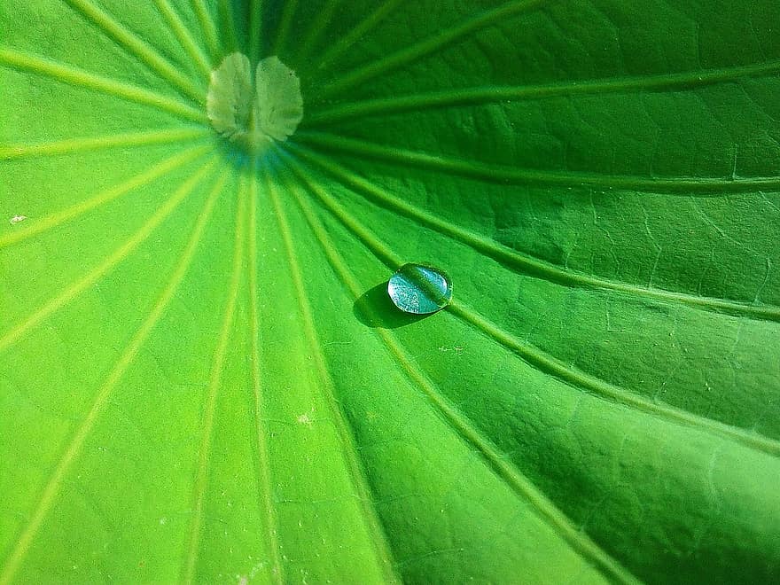 Leaf, Water Drop, Lotus, Plant, Green, Freshness