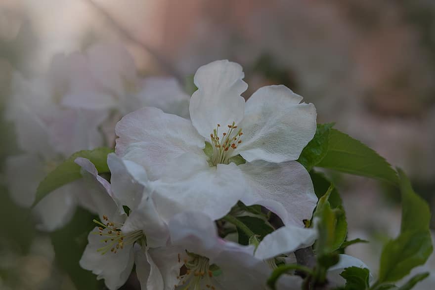 ябълкови цветове, цветя, клон, листенца, бели цветя, разцвет, цвят, Ябълково дърво, пружина, природа, едър план