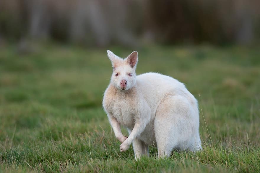 Wallaby, Albino Bennetts Wallaby, albino, macropus rufogriseus, marsupial, mamífero, animal, fauna silvestre, salvaje, Mutación genética, Variación genética