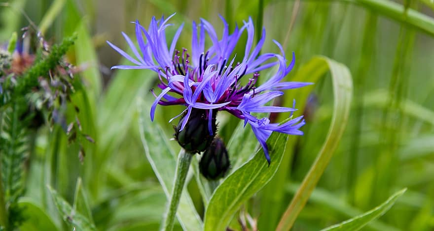 Flower, Plant, Ornamental Garden, Cyanus Montanus, Close-up, Flora, Wild Plant, Bloom, Summer, Blue, Beautiful