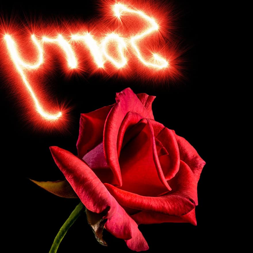 rosa, fundo, Com licença, Rosa vermelha, Eu imploro seu perdão, desculpa, amor, arrepender, perdão, divórcio, origens