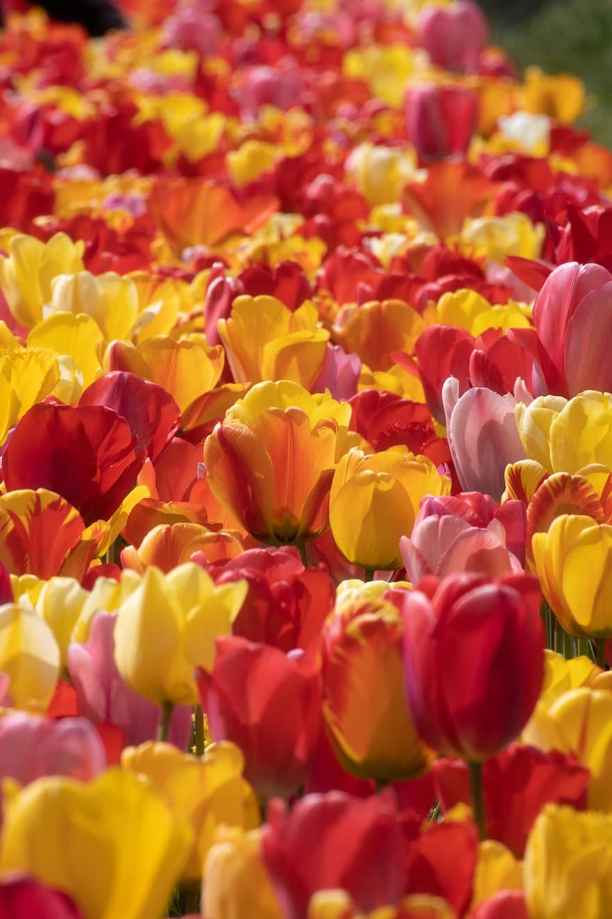 ดอกไม้, สนาม, ช่อดอกไม้, สาขาเกษตรกรรม, การเกษตร, อัมสเตอร์ดัม, เมษายน, สวย, ความงาม, เตียง, เบ่งบาน