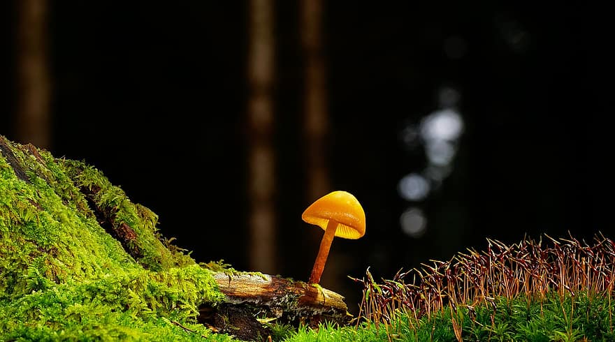 гриб, маленький гриб, мох, лес, деревянный пол, пластинчатый гриб