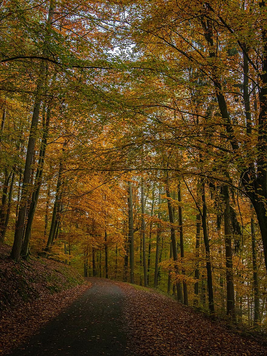 pathway, vej, træer, bakke, Skov, tåge, blade, efterår, vandretur, natur, rolige