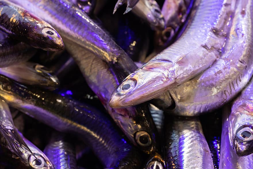 anchois, poisson, poisson frais, marché aux poissons