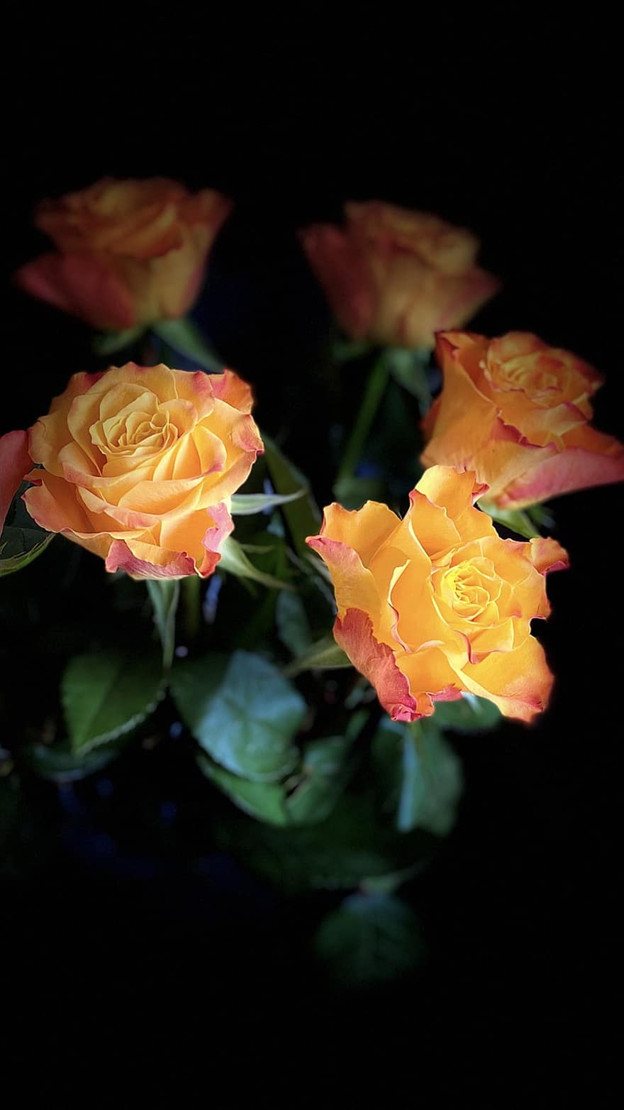 Roses, Flowers, Plant, Yellow Roses, Bloom, Flora, Nature, petal, flower, leaf, close-up