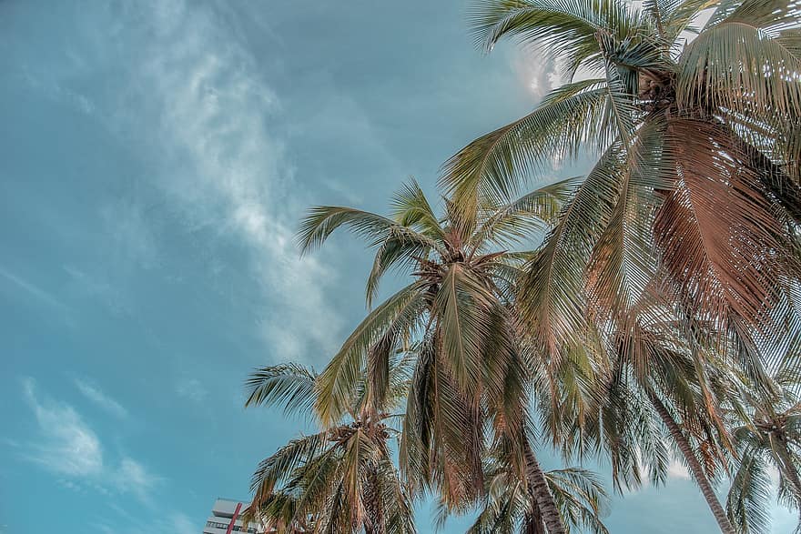 kookospuut, palmuja, taivas