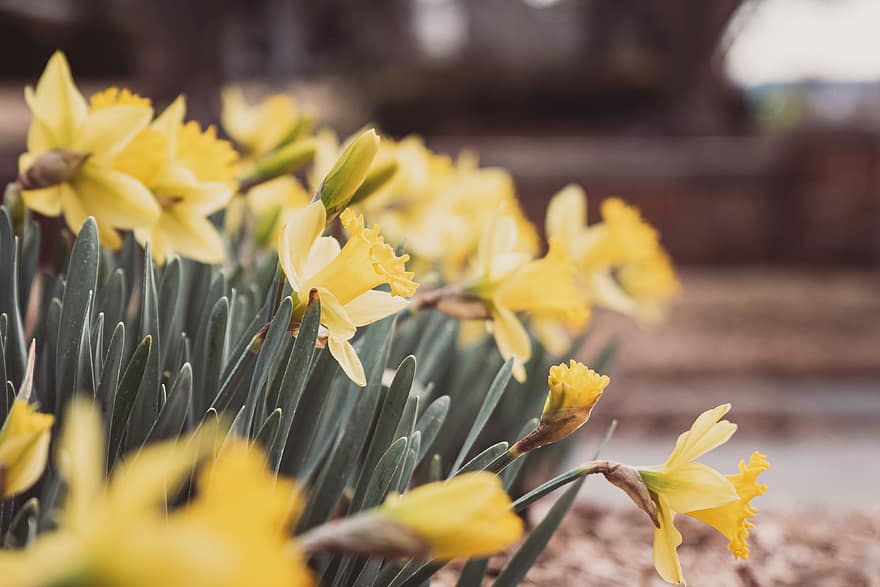 spring, flowers, garden, bloom, flower, plant, daffodil, floral, nature, yellow, growth