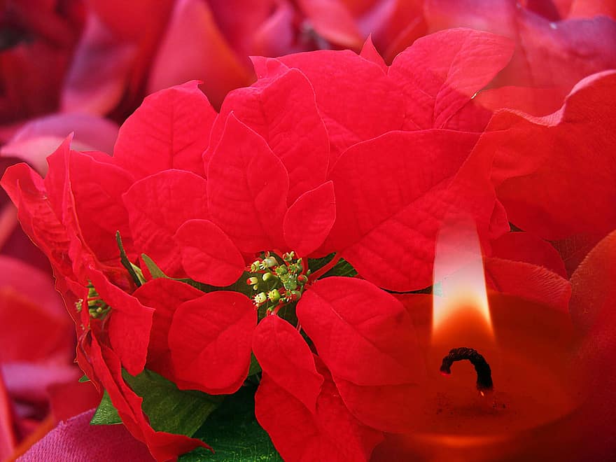 flor de pascua, Navidad, vela, fondo, saludo, regalos, tarjeta de felicitación, cupón