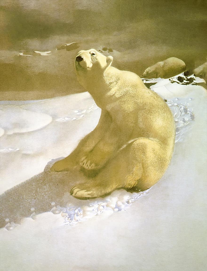 полярний ведмідь, ведмідь, сніг