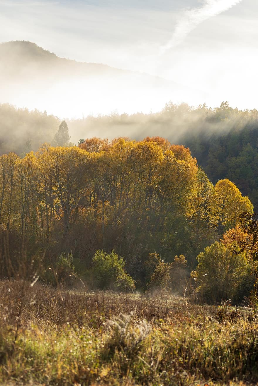 природа, есен, сезон, падане, на открито, пътуване, проучване, дърво, гора, жълт, пейзаж