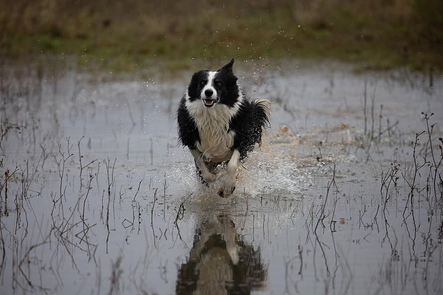 Border Collie, Dog, Marsh, Running, Play, Pet, Collie In Water, Animal, Breed, Domestic Dog, Canine