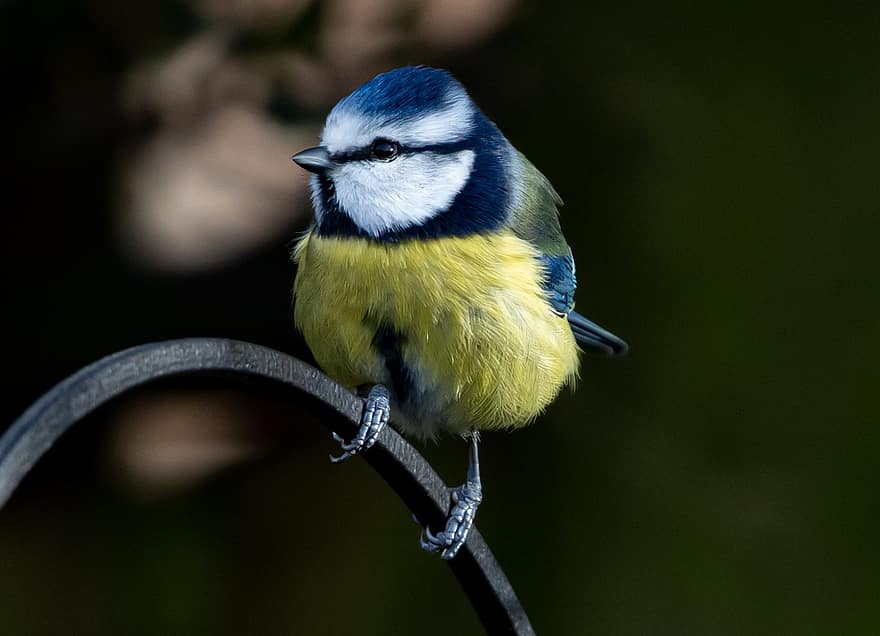 Blue Tit, Tit, Small Bird, Garden Bird, Garden, Plumage, Feather, Bird, Perched, Perched Bird, Ave