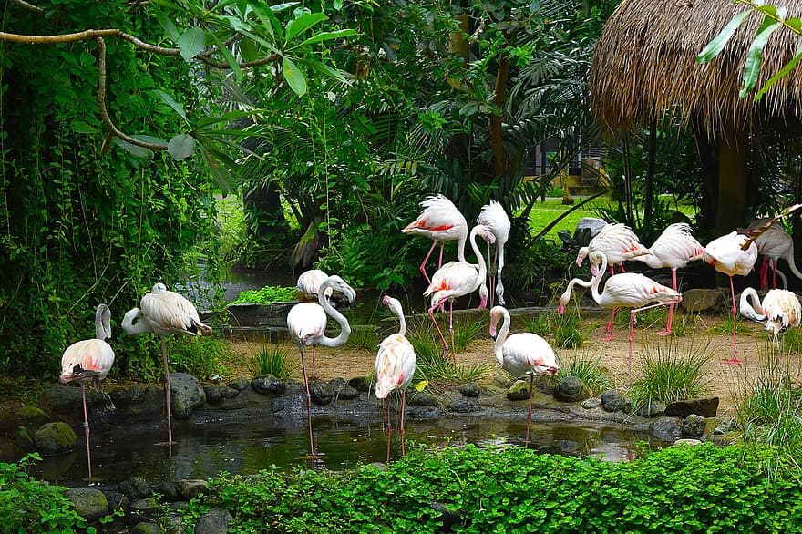 flamingo, burung-burung, kawanan, binatang, bulu burung, sungai, rawa, bulu, paruh, tagihan, berkaki panjang