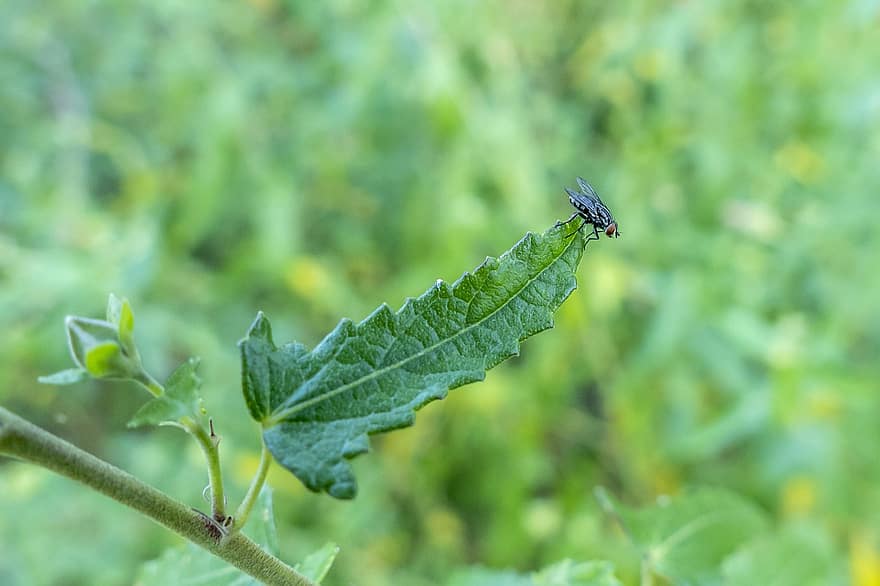 Fly, Insect, Leaf, Animal, Wildlife, Plant, Nature