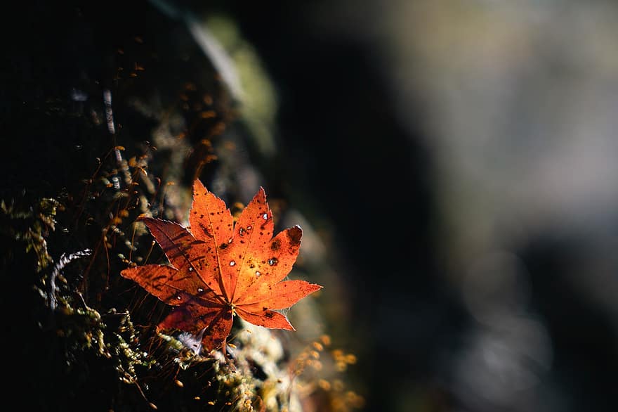 клен, природи, лист, осінь, сезон, падіння, макрос