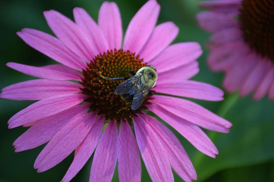 цвете, ехинацея, опрашване, разцвет, цвят, лилаво, пружина, пчела, градина, природа, Цвете на капчица