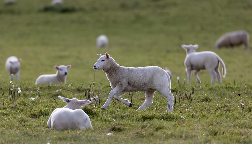 羊、子羊、ファーム、牧草地、家畜、フィールド、自然、可愛い、農村、草、群れ