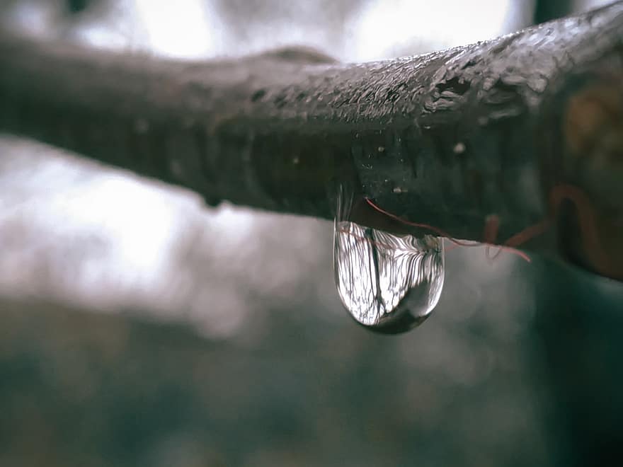 pluie, laissez tomber, arbre, eau, la nature, forêt, l'automne, goutte d'eau, fermer, feuille, plante