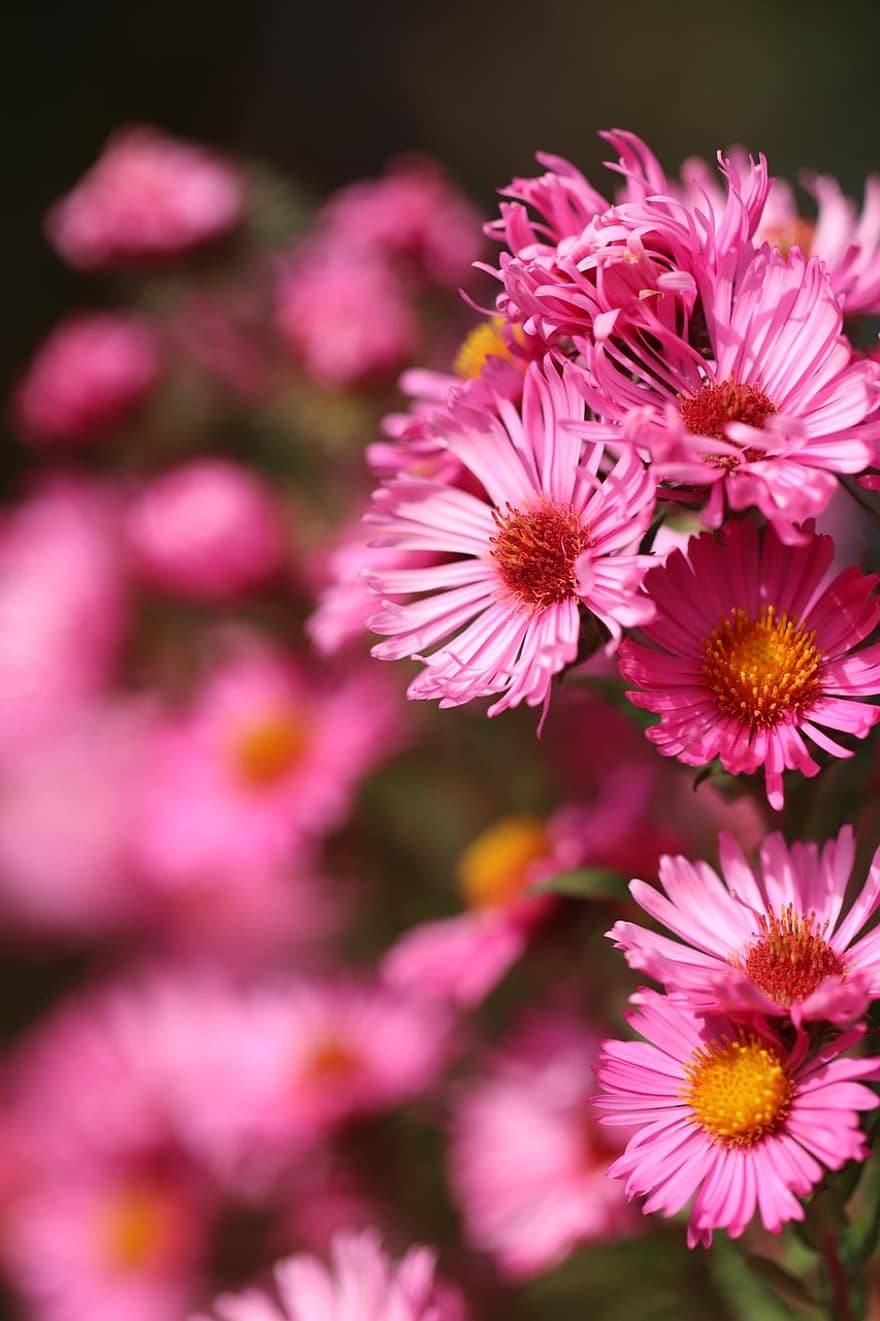 Михайлінська ромашка європейська, квіти, Рослина, рожева квітка, літо, пелюстки, цвітіння, флора, природи, квітка, впритул