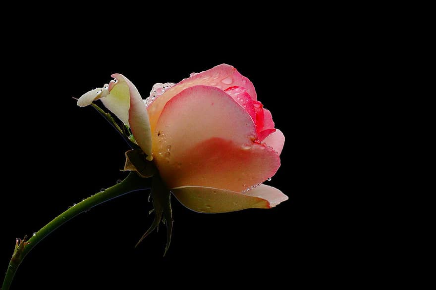 Rosa, Rosen, Blumen, Blume, Frühling, Natur, Sommer-, Blumen-, Flora, romantisch, Pflanzen