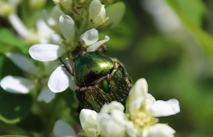 European Rose Chafer, Beetle, Insect, Animal, Wildlife, Flowers, Nature, Summer, close-up, macro, green color