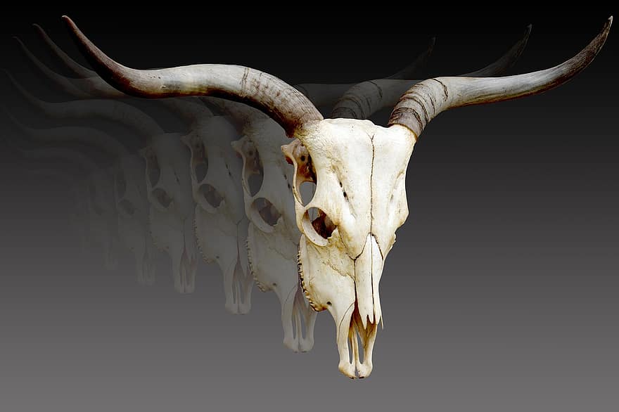 Skull, Animal World, Horn, Wild