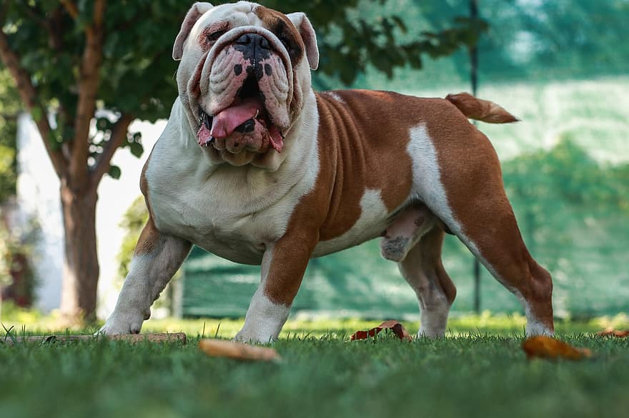 Bulldog anglais, bouledogue, chien, bulldog britannique, chien domestique, canin, animal de compagnie, animal, mammifère, charmant, mignonne