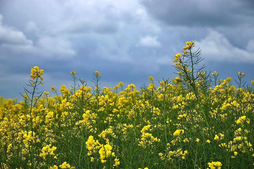 Field, Rapeseed, Plant, Flowers, Agriculture, Sky, Clouds