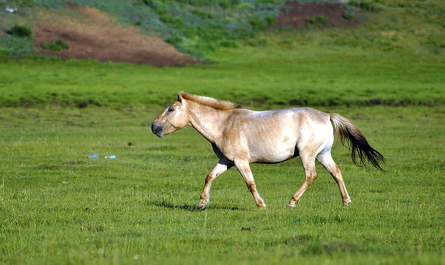 cal, păşune, pășunat, animal, natură, Mongolia, iarbă, fermă, luncă, rural, armăsar