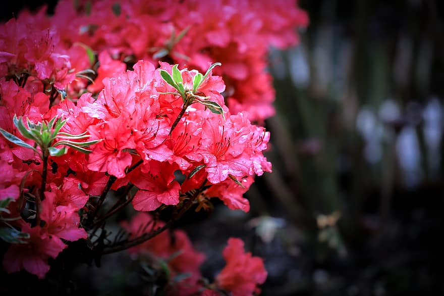 azalea, berwarna merah muda, bunga-bunga, hal berkembang, rhododendron, taman, belukar, semak, berkembang, flora, tanaman