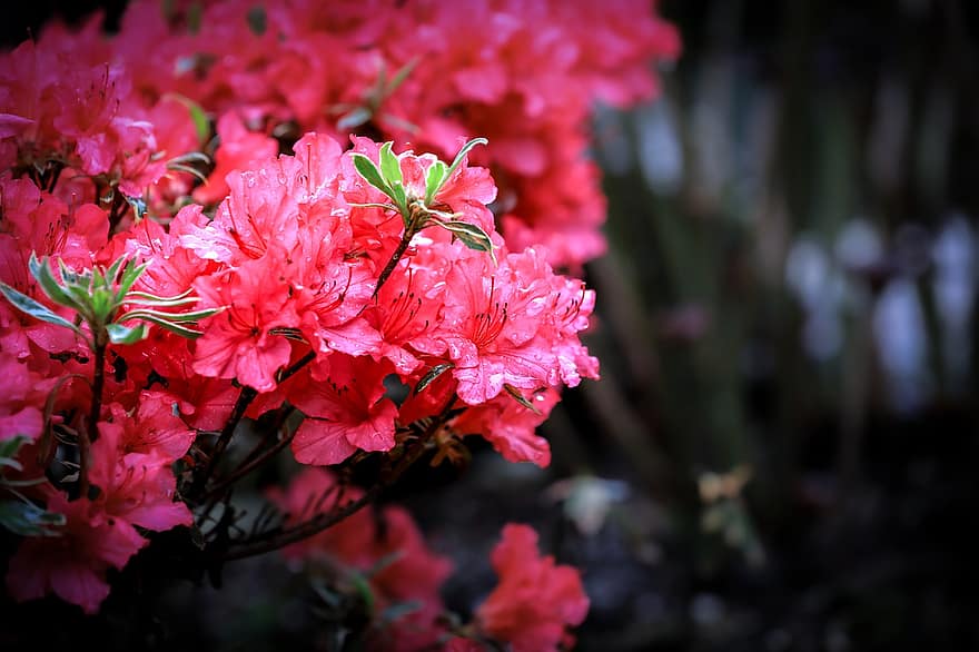 つつじ、ピンク、フラワーズ、花序、シャクナゲ、庭園、低木、ブッシュ、咲く、フローラ、植物