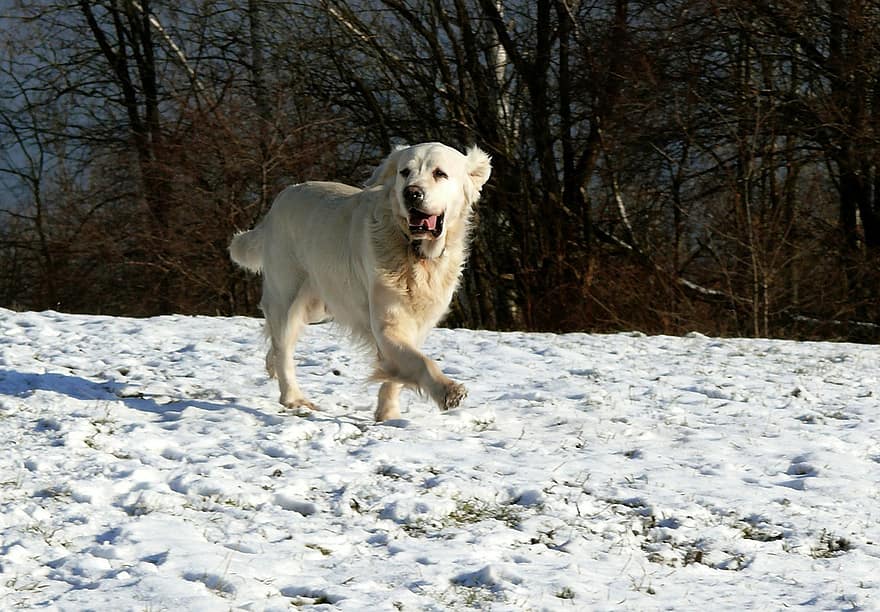 koira, noutaja, lemmikki-, lumi, talvi-, koiran-, eläin, turkis, kuono, nisäkäs, koiran muotokuva
