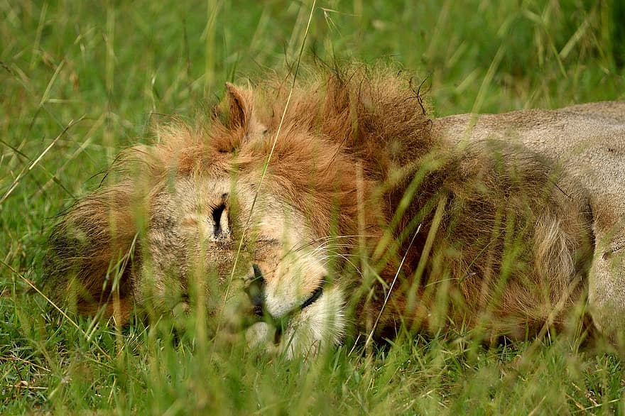 Lion, animal, faune, Masai Mara, Afrique, mammifère, félin, chat non domestiqué, animaux à l'état sauvage, herbe, animaux de safari