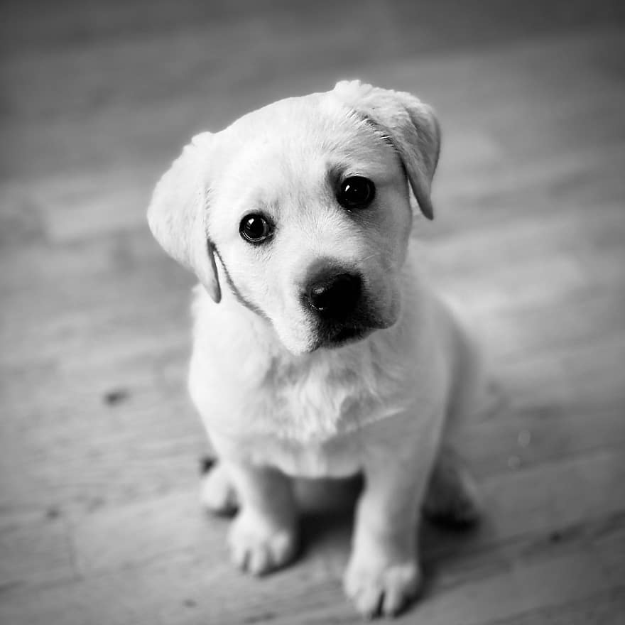 Puppy, Dog, Monochrome, Labrador, Labrador Retriever, Pet, Animal, Young Dog, Domestic Dog, Canine, Mammal