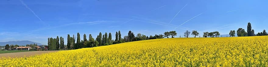 Field, Rapeseed, Yellow Flowers, Flowers, Bloom, Nature, Landscape, Spring, Agriculture, Culture, Town