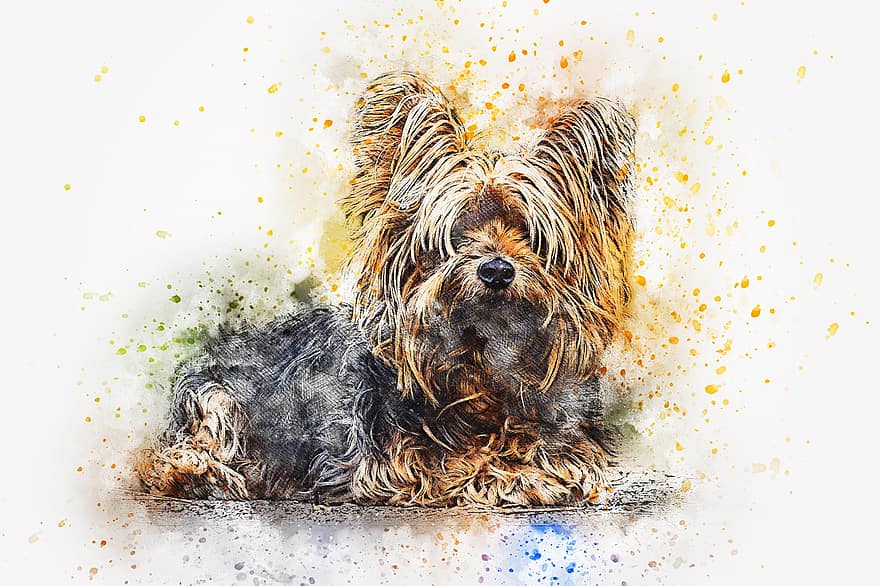 hund, dyr, terrier, kunst, akvarel, årgang, hundehvalp, yorkshire, abstrakt, kunstnerisk, design