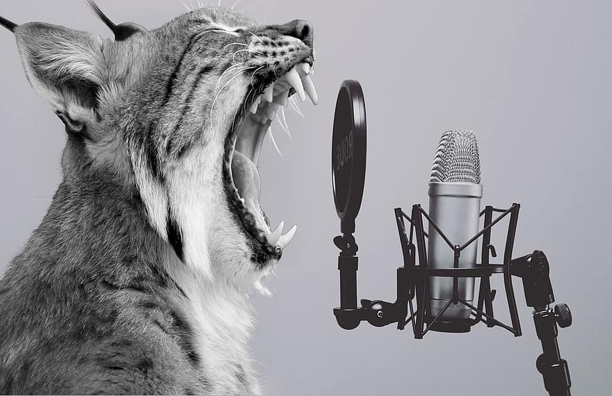 Los, dyr, mikrofon, sjov, råbe, sang, skrigende, rovdyr, pattedyr, dyreliv, vild kat