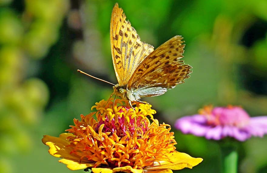 silberfarbener Perlmutterfalter, Schmetterling, Insekt, Zinnie, Blume, Flügel, blühen, Sommer-, Garten, Natur, Nahansicht