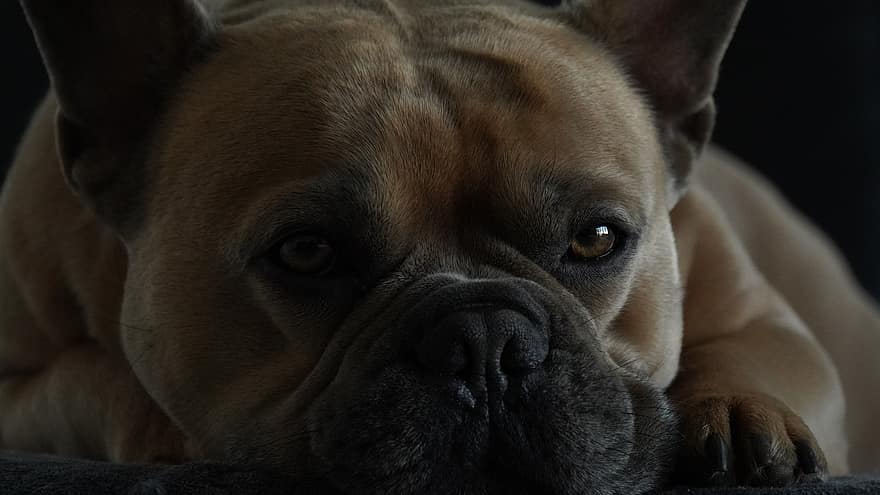 Fransız Bulldog, köpek, hayvan, burun, yaban hayatı, hayvan portresi, portre, karanlık, göz, uyanık, kürk