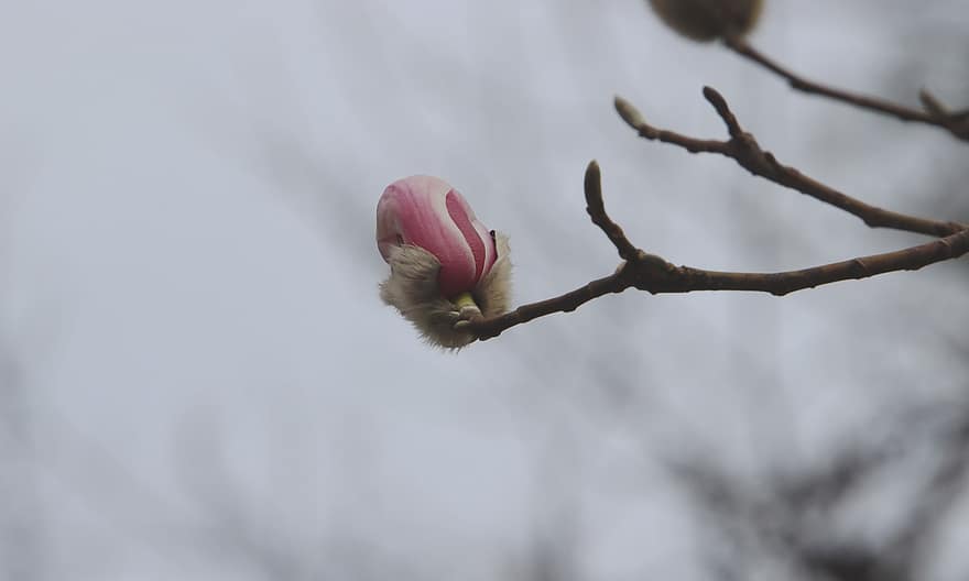 magnolie, mugur, ramură, floare, copac, petale, a inflori, inflori, primăvară, floră, natură