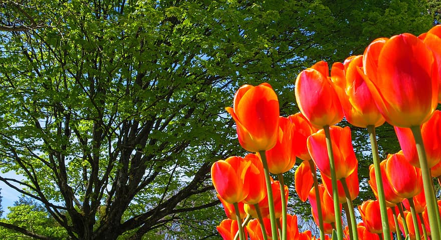 Blumen, Tulpen, Park, Frühling, saisonal, blühen, Feld, draußen, Tulpe, Blume, Pflanze
