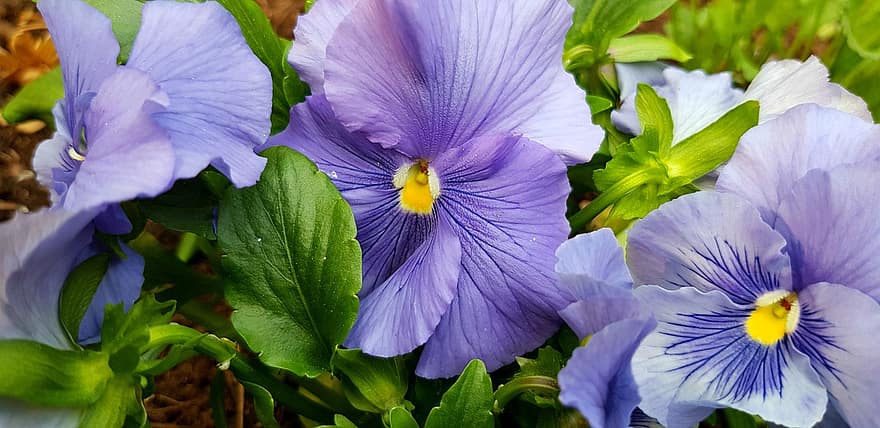 Viola, Stiefmütterchen, violett, Garten, Frühling, blühen, Blumen, Sommer-, dekorativ, Pflanze, Natur