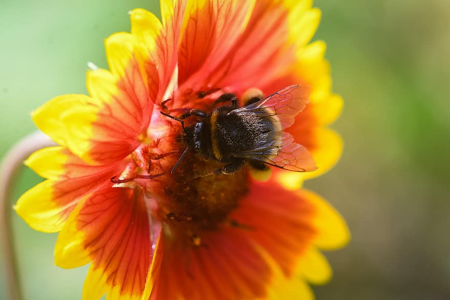 abejorro, abeja, flor, insecto, pétalos, planta, naturaleza