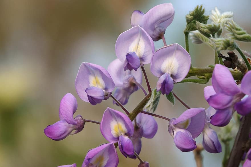 орхидеи, цветя, лилави орхидеи, листенца, лилави венчелистчета, разцвет, цвят, флора, природа