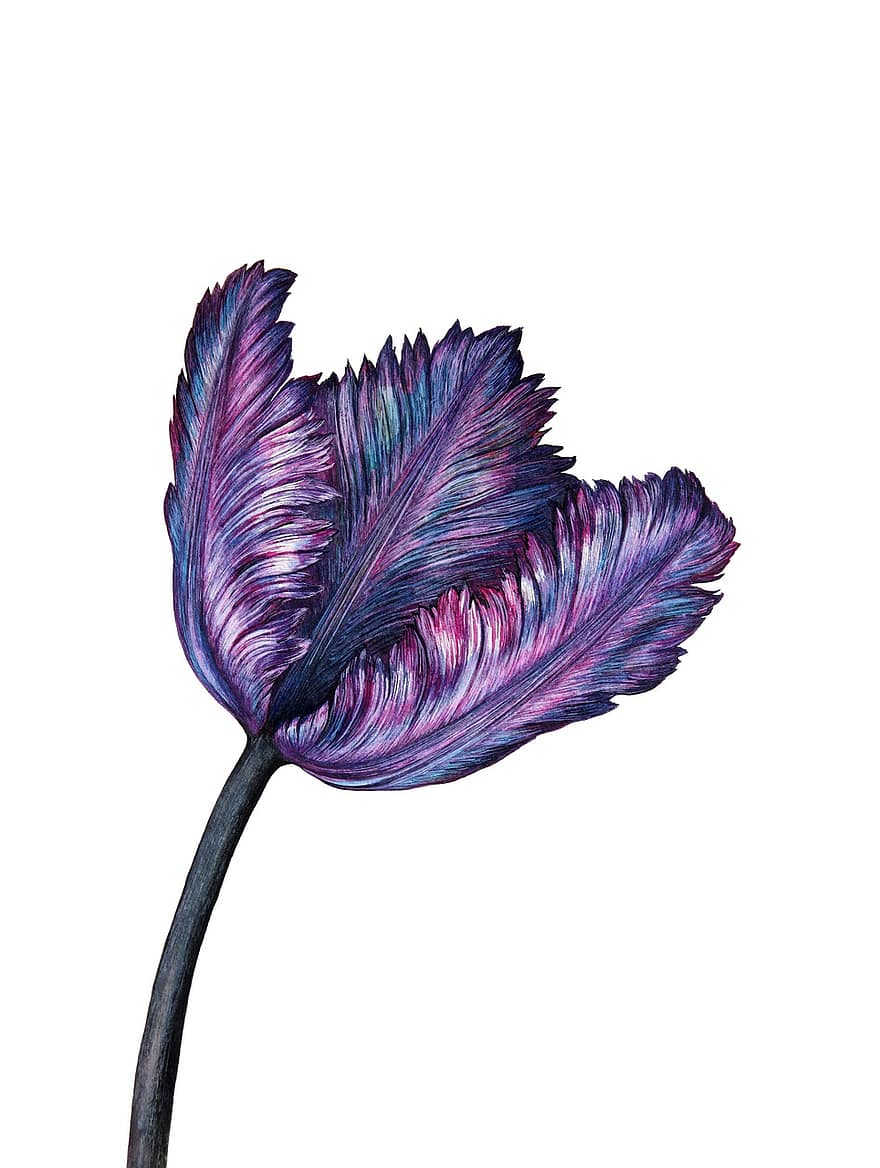 Purple, Tulip, Spring, Flower, Watercolour, Watercolor, Art, Painting, Blossom, Bloom, Plant